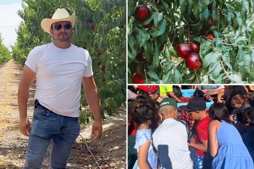 Embattled California fruit farmer gives away more than 125,000 pounds of nectarines Embattled California fruit farmer gives away more than 125,000 pounds of nectarines