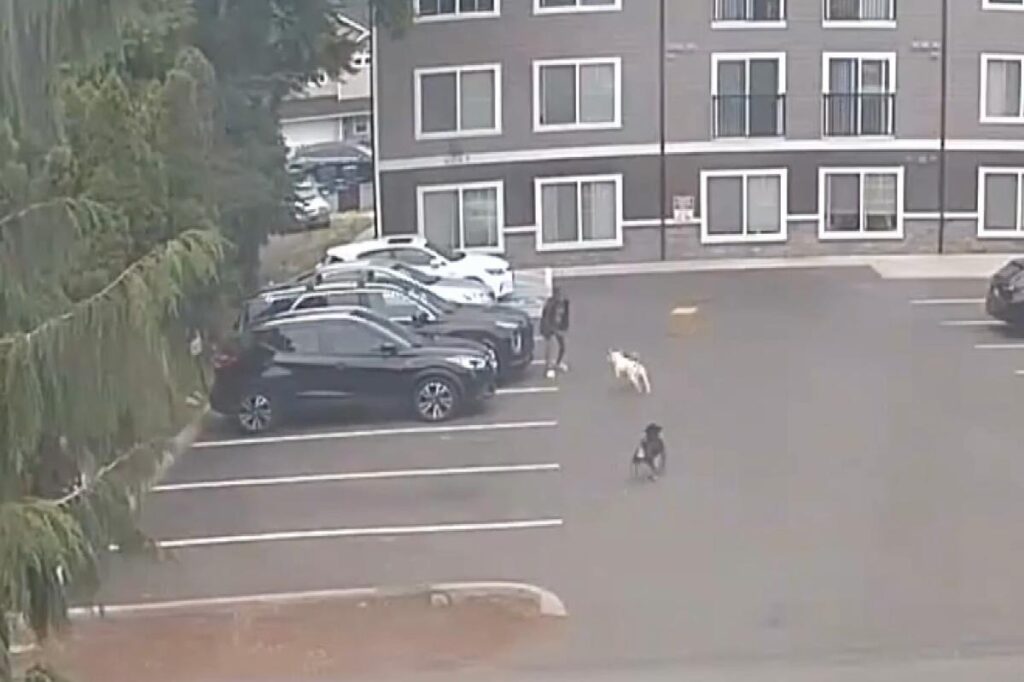 Horrifying moment pregnant woman is attacked by dogs — as doctors forced to induce labor Horrifying moment pregnant woman is attacked by dogs — as doctors forced to induce labor