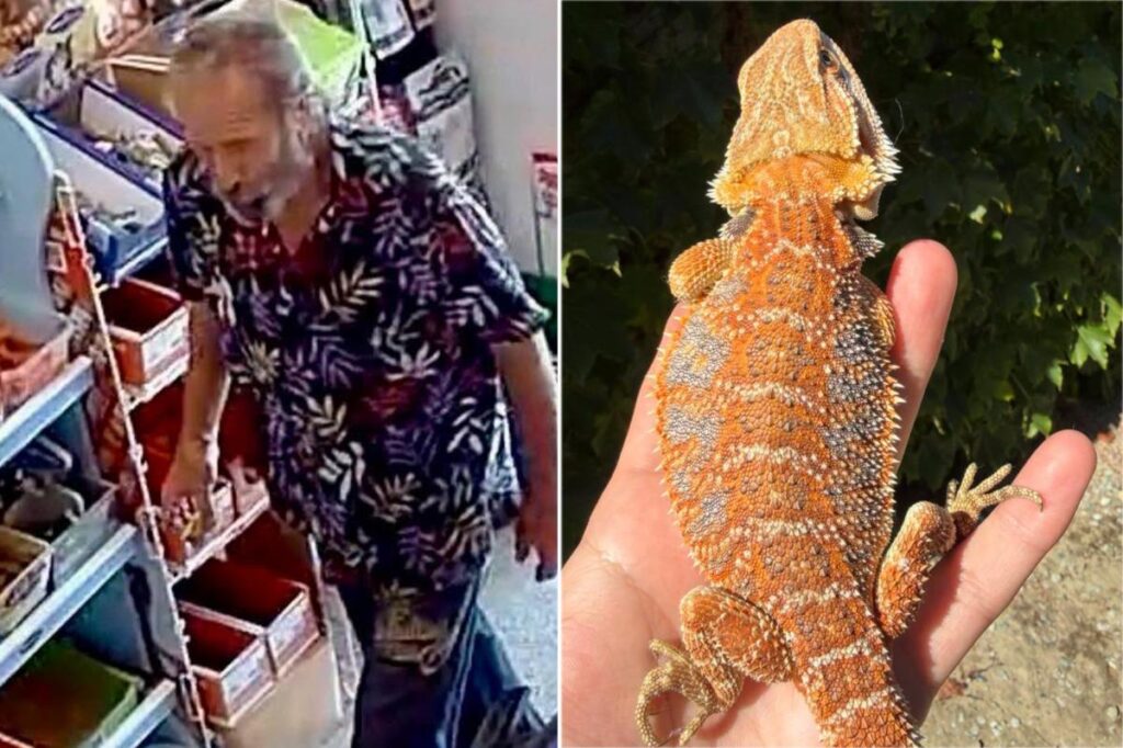 Bearded reptile thief caught on camera stealing bearded dragon from California pet shop