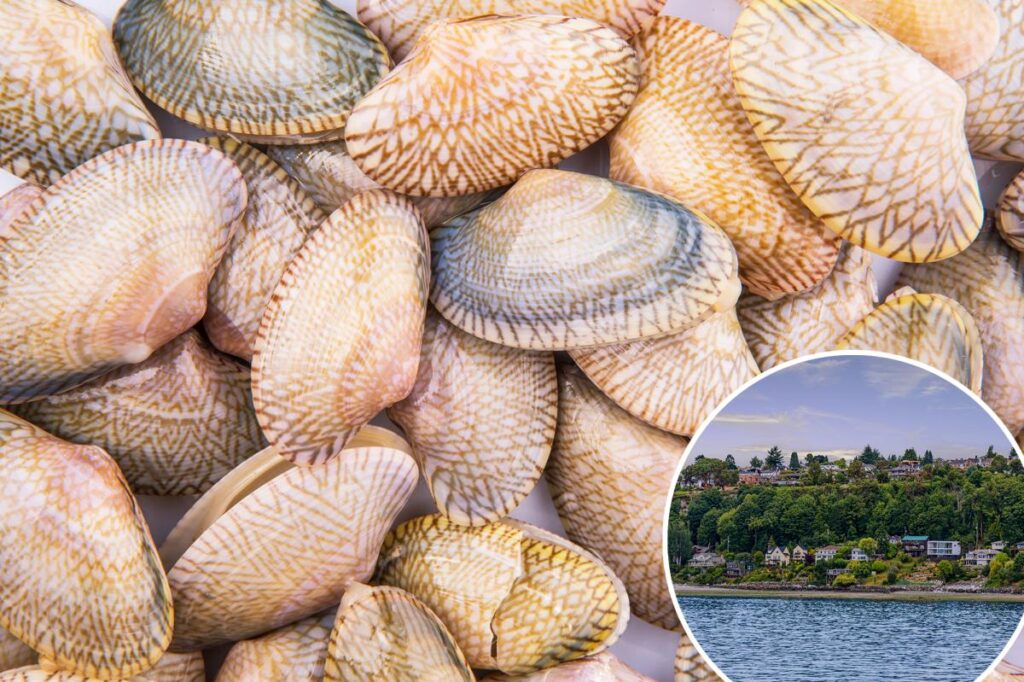 Cancer is ravaging the shellfish population in West Coast waters favored by top US restaurants Cancer is ravaging the shellfish population in West Coast waters favored by top US restaurants