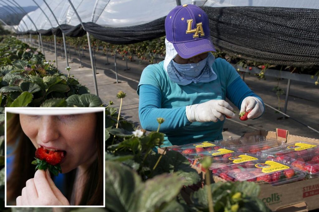 California fruit giant hit by shocking ‘highly toxic’ accusations and deception California fruit giant hit by shocking ‘highly toxic’ accusations and deception