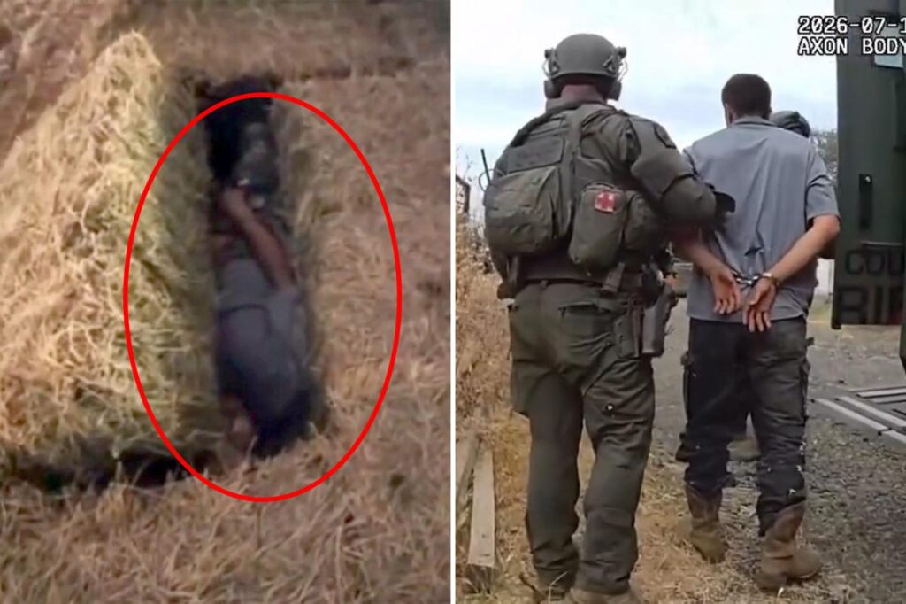 Domestic violence suspect hides in haystack as California cops use clever tactic to find him Domestic violence suspect hides in haystack as California cops use clever tactic to find him
