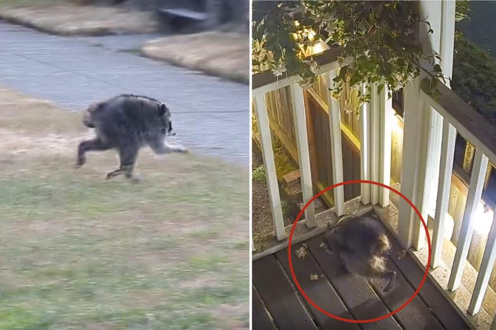 Mutant creature named ‘Jimothy’ stalks Seattle — and becomes local celebrity