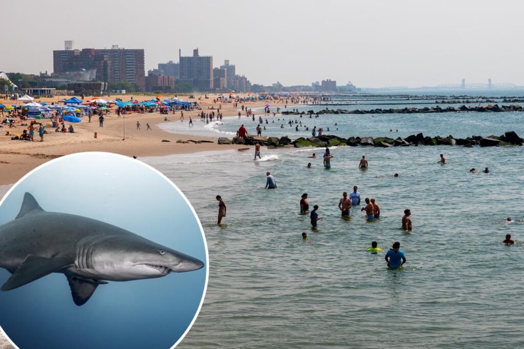 Exclusive | Are NYC swimmers facing more shark attacks than normal this summer? Experts reveal what’s going on Exclusive | Are NYC swimmers facing more shark attacks than normal this summer? Experts reveal what’s going on