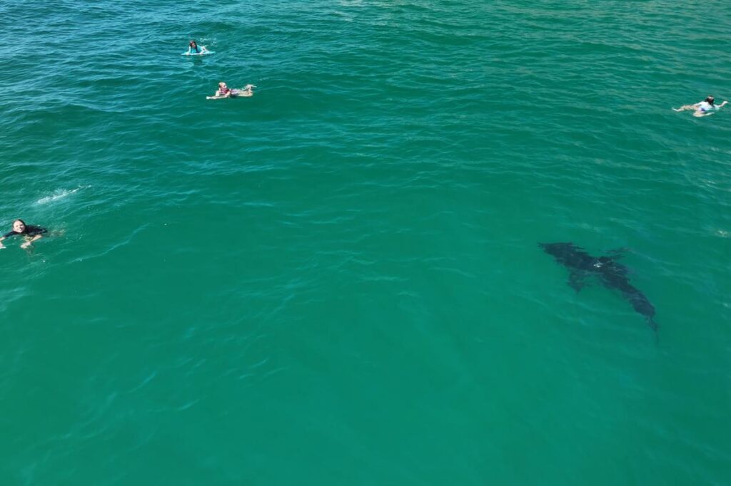 10-foot great white shark stalks children in SoCal