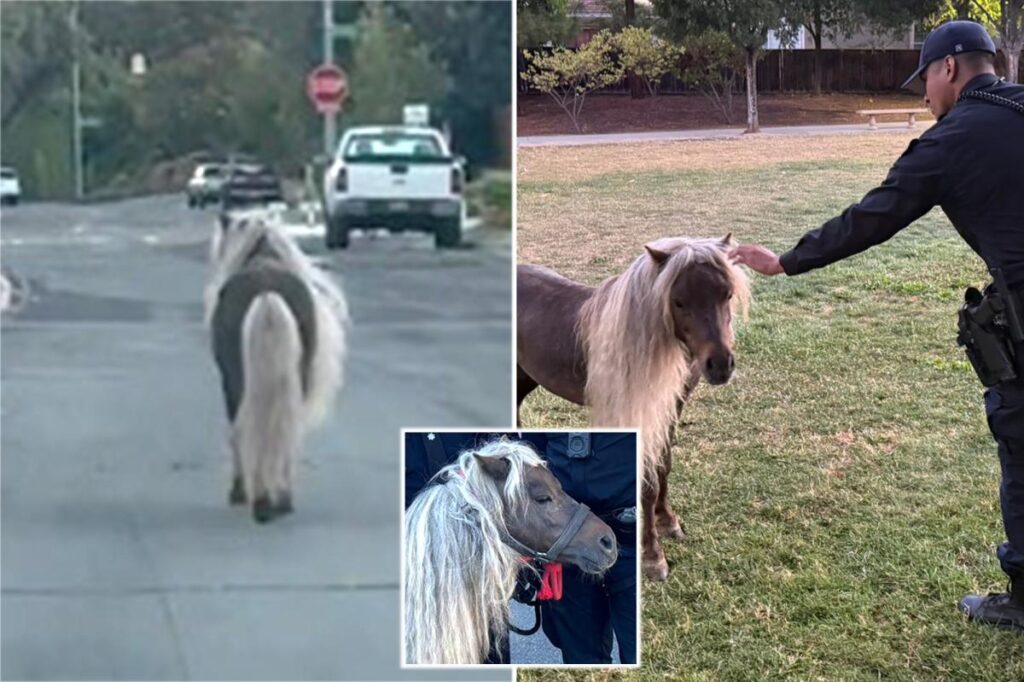 Escaped pony leads police on wild chase through streets of major California city: ‘Hold your horses!’ Escaped pony leads police on wild chase through streets of major California city: ‘Hold your horses!’