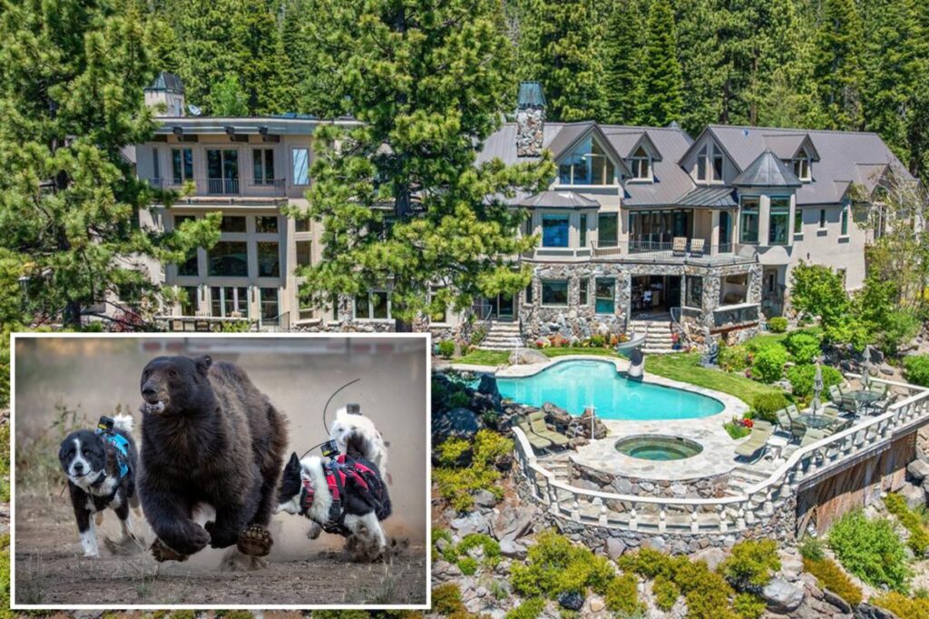 Millionaire Lake Tahoe homeowners deploy risky new strategy against escalating bear crisis Millionaire Lake Tahoe homeowners deploy risky new strategy against escalating bear crisis