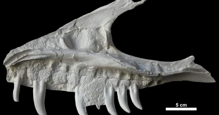 Remains of dinosaur skull found in B.C. campground belonged to T. rex ‘great-uncle’ Remains of dinosaur skull found in B.C. campground belonged to T. rex ‘great-uncle’