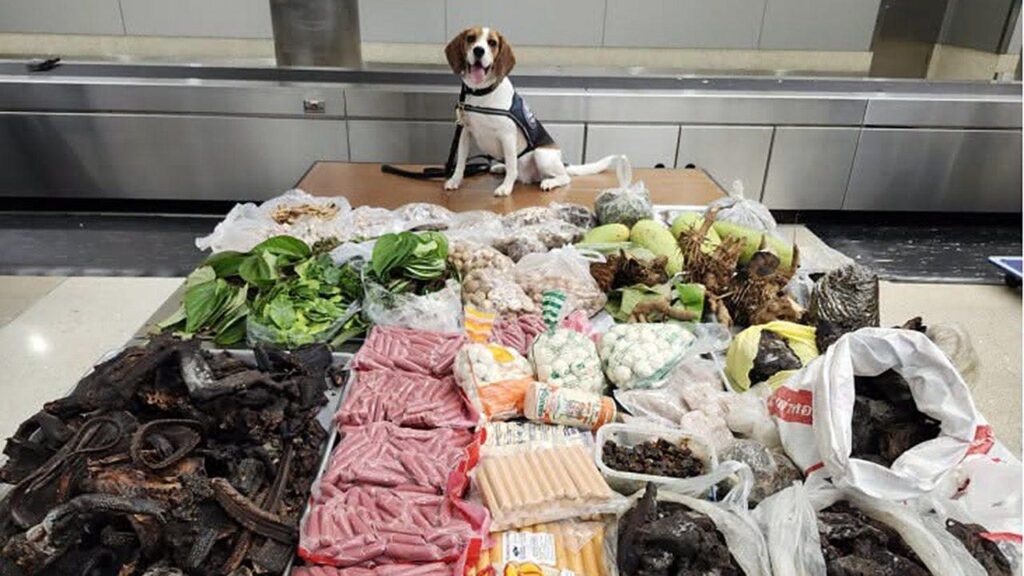 Border K9 sniffs out 99 pounds of prohibited meat, plants and monitor lizard in suitcase from Thailand Border K9 sniffs out 99 pounds of prohibited meat, plants and monitor lizard in suitcase from Thailand