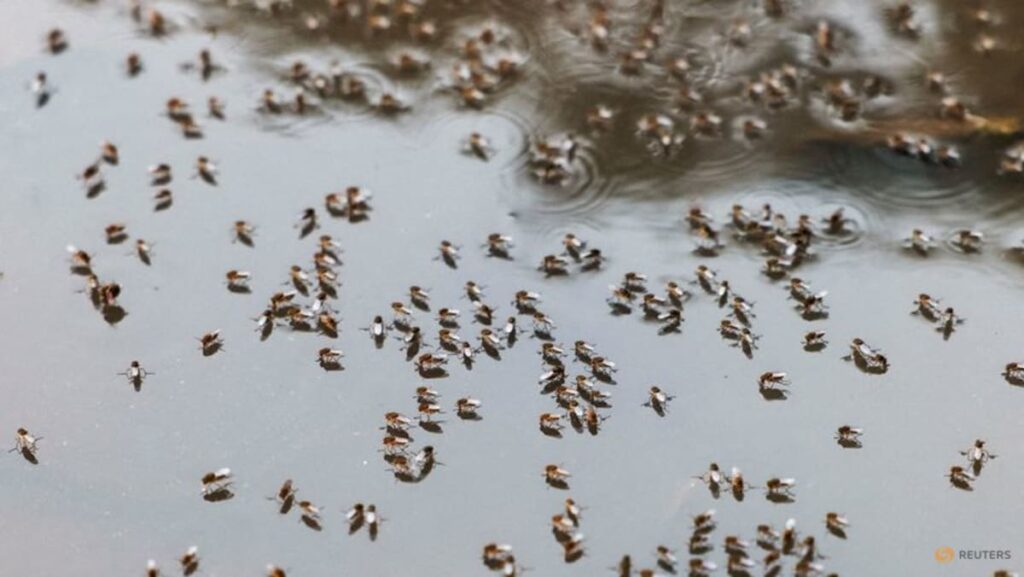 Bangladesh warns of dengue surge as weather aids spread Bangladesh warns of dengue surge as weather aids spread
