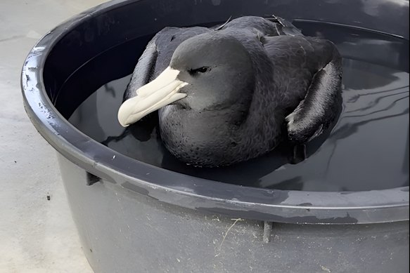 This infected giant petrel was found near Esperance in WA.