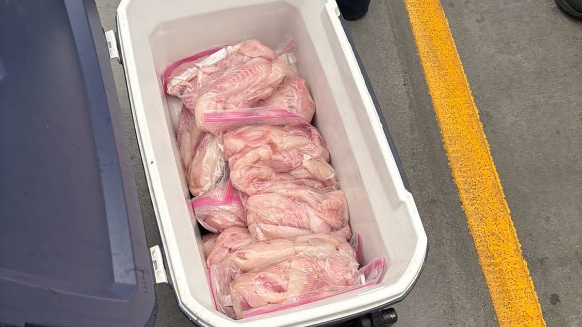 Seized fish fillets in cooler