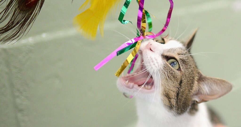 Cat Chewing Is More Complex Than You Think: What Veterinarians and Behaviorists Want Owners to Know