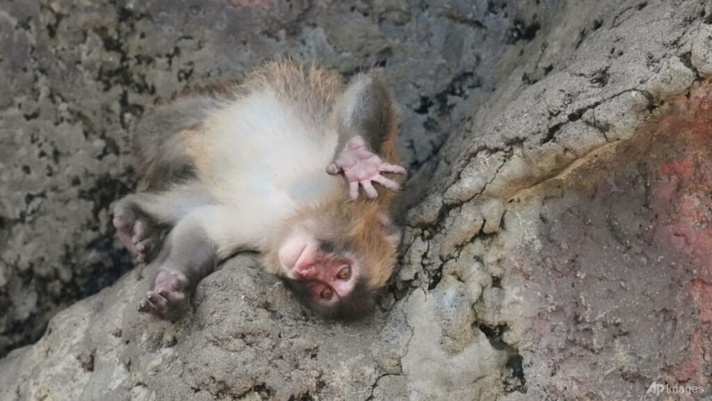 Japan’s monkey sensation Punch gets thousands of messages for first birthday