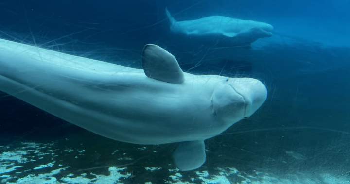 Marineland begins transporting 6 beluga whales to U.S. aquariums Marineland begins transporting 6 beluga whales to U.S. aquariums