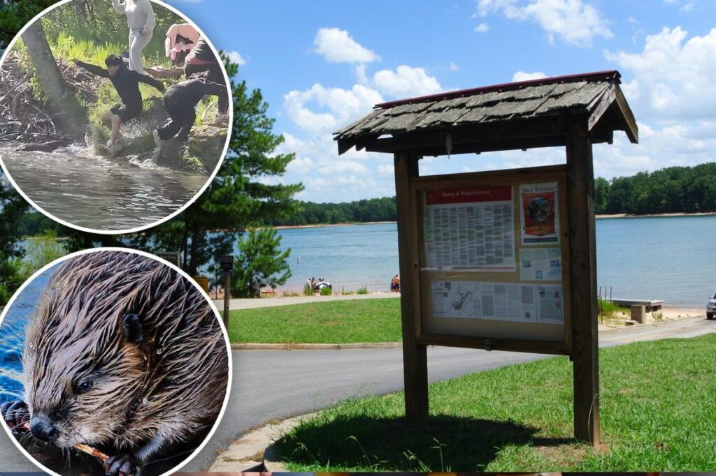 Exclusive | Are rabid beavers on a rampage in New York? Experts weigh in