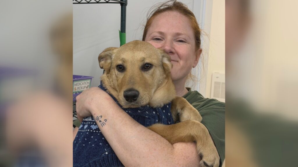 Woman killed while trying to rescue stray dogs in northern Manitoba Woman killed while trying to rescue stray dogs in northern Manitoba