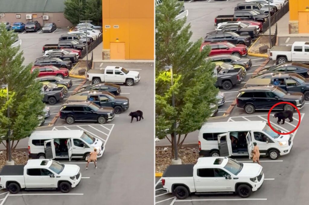 Black bear barrels at bystanders as chaos erupts in Tennessee parking lot, wild video shows