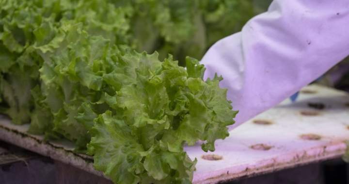 Should Canadians avoid American produce amid cyclosporiasis spread? Should Canadians avoid American produce amid cyclosporiasis spread?
