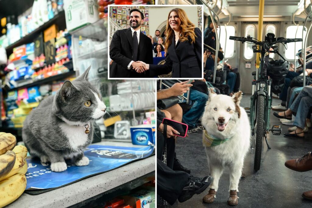 NYC budget provides .5M in freebies for furry friends — including new pet-food pantry NYC budget provides .5M in freebies for furry friends — including new pet-food pantry