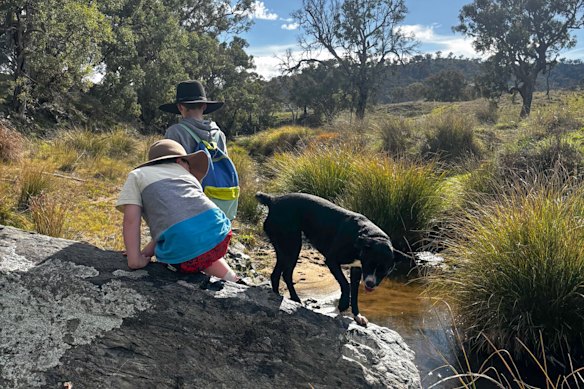 Joyce’s dog Stella in happier circumstances.