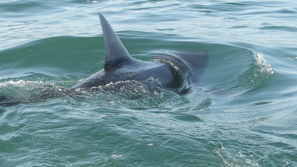 Shark sightings trigger beach alarm after swimmer is bitten during summer spike Shark sightings trigger beach alarm after swimmer is bitten during summer spike