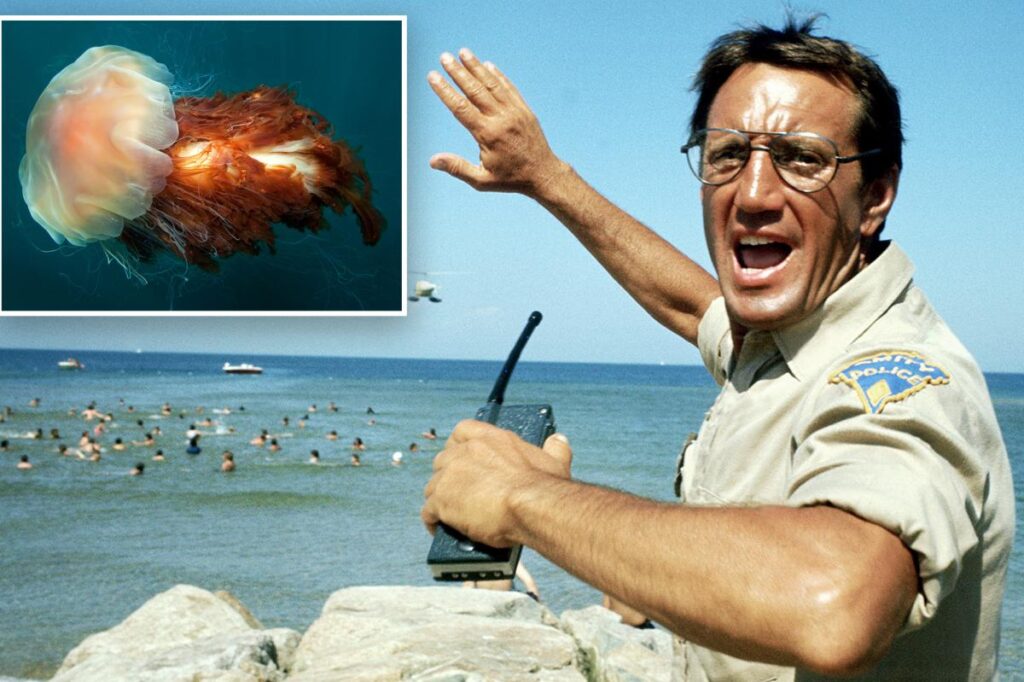 Move over, Jaws: Quaint New England beaches face painful new threat — and it can sting 25 days after death