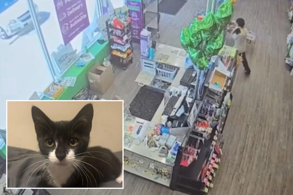 Maryland bank robbery suspect allegedly steals kitten, asks employee to hold it before demanding cash Maryland bank robbery suspect allegedly steals kitten, asks employee to hold it before demanding cash