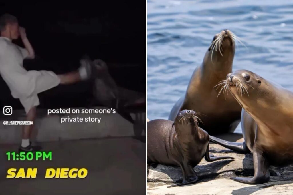 Feds hunt sicko who battered sea lion at La Jolla Cove near San Diego