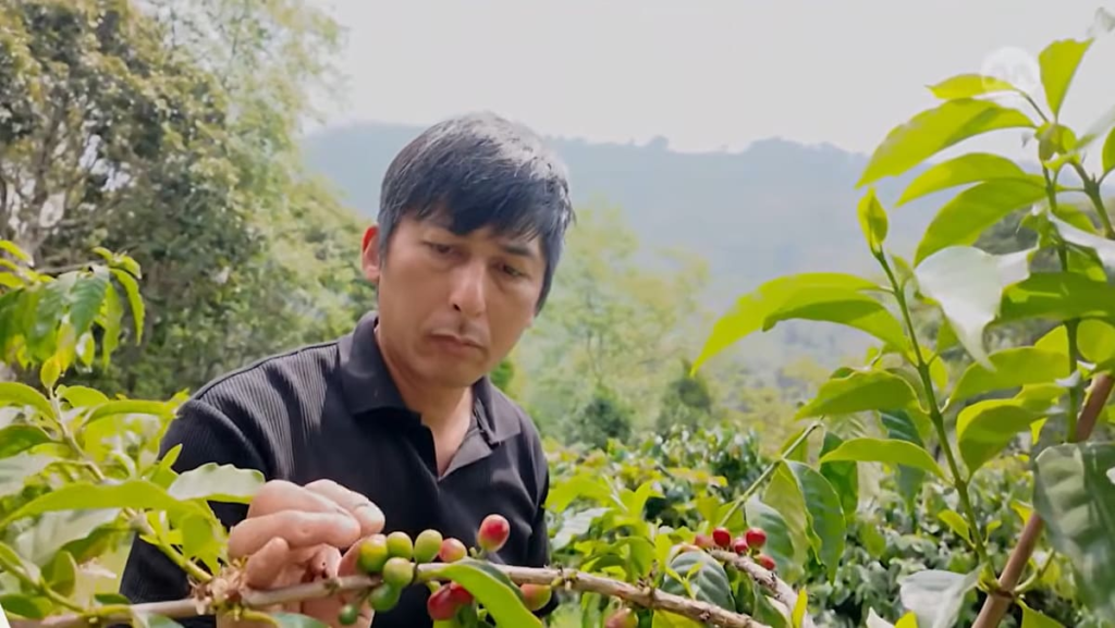 Taiwan bets on premium coffee, with Alishan’s beans commanding some of the world’s highest prices Taiwan bets on premium coffee, with Alishan’s beans commanding some of the world’s highest prices