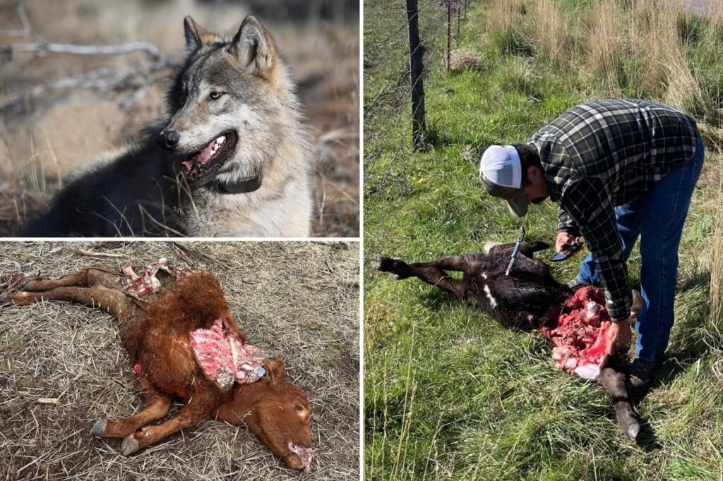 California ranchers demand right to blast killer wolves with pepper balls California ranchers demand right to blast killer wolves with pepper balls