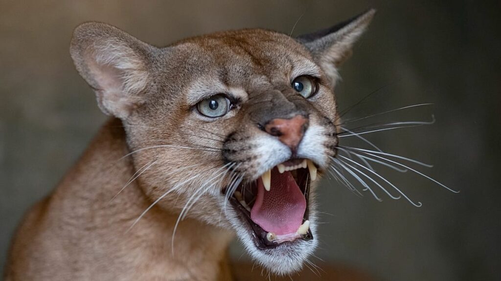 Poland residents told to be cautious after possible puma sighting Poland residents told to be cautious after possible puma sighting