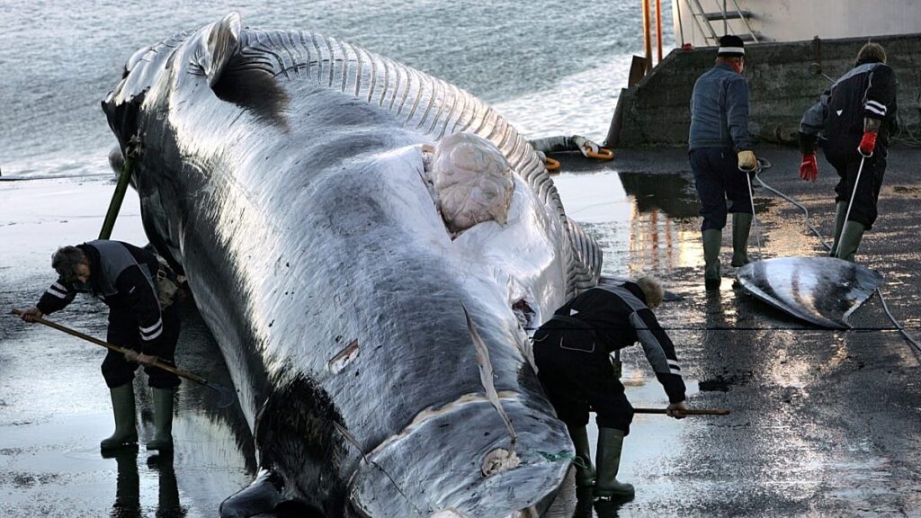 Iceland orders expulsion of 21 anti-whaling activists, police say Iceland orders expulsion of 21 anti-whaling activists, police say