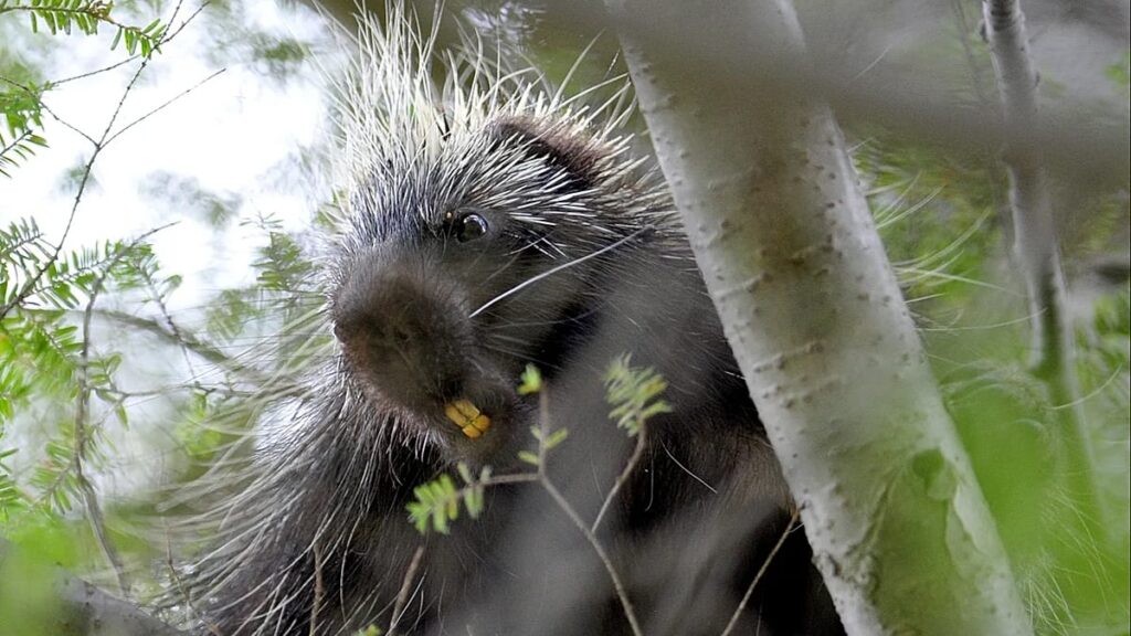 Polish authorities urge caution as porcupines spread near Warsaw Polish authorities urge caution as porcupines spread near Warsaw