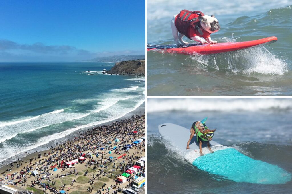 Top dogs steal spotlight at California surf contest as canines conquer waves Top dogs steal spotlight at California surf contest as canines conquer waves