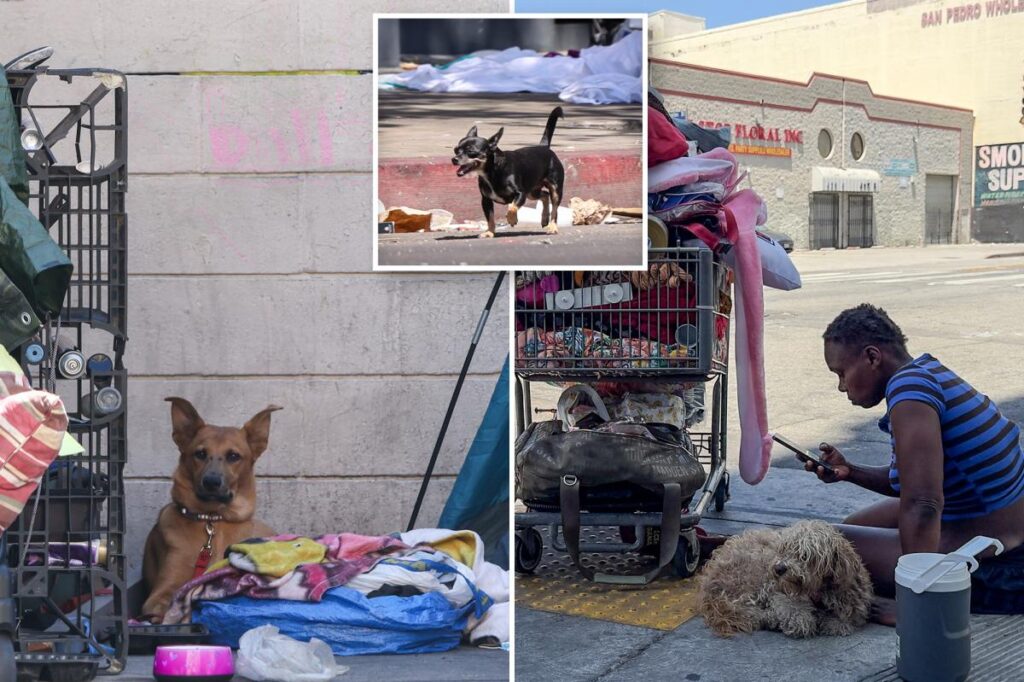 LA is exterminating dogs at unprecedented rate. The faces on the ‘kill list’ are  heartbreaking