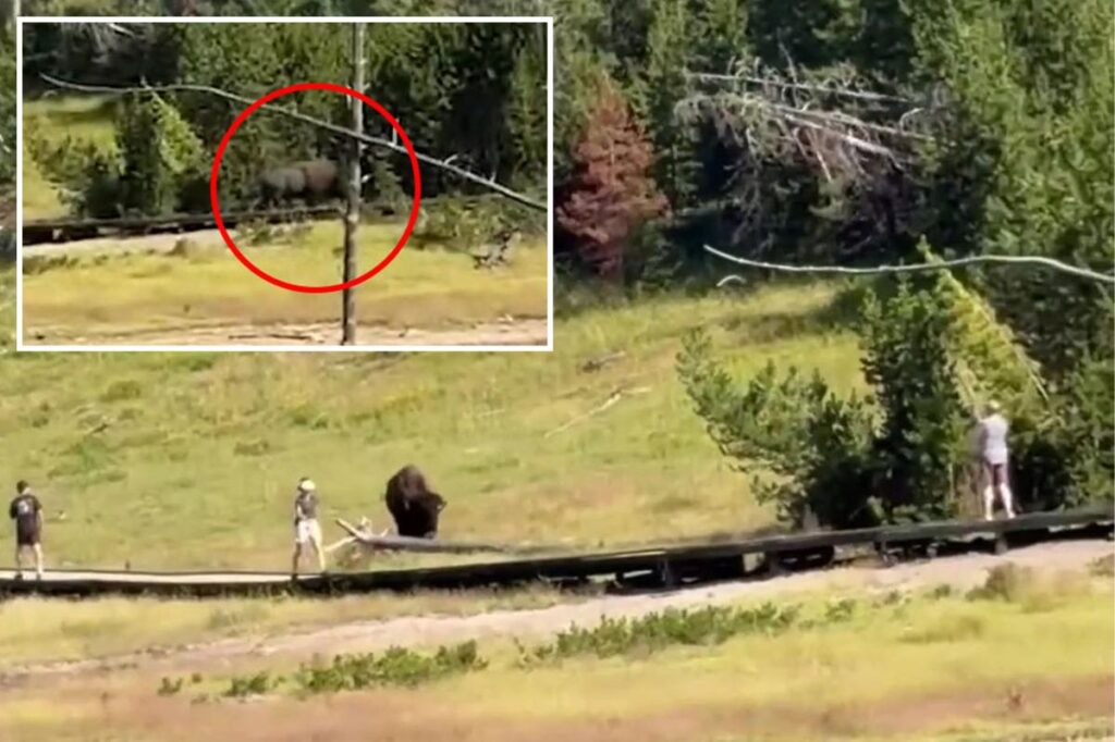 Terrifying encounter between child and rampaging bison in Yellowstone National Park Terrifying encounter between child and rampaging bison in Yellowstone National Park