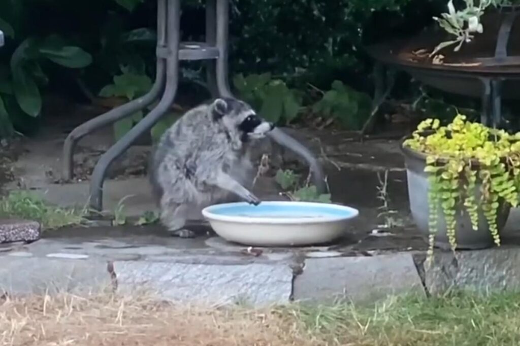 Mutant creature ‘Jimothy’ with horrific disfiguration reemerges from the shadows