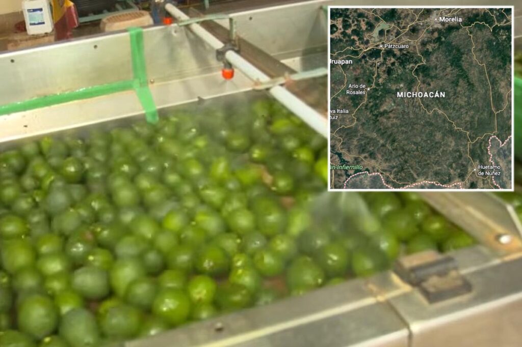 Security threat shuts down avocado pipeline from Mexico to the US Security threat shuts down avocado pipeline from Mexico to the US