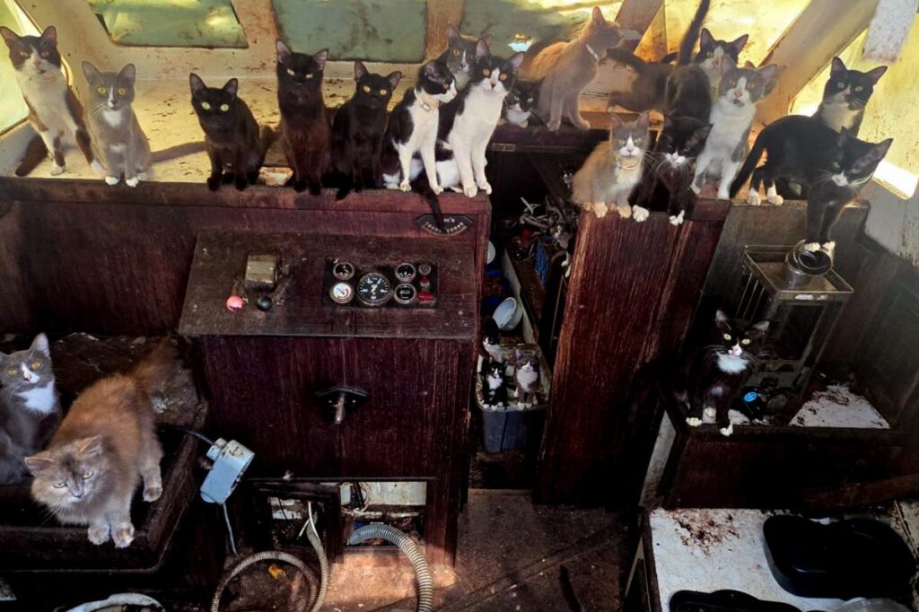 Mystery swirls over missing crew as cops rescue 30-plus cats from abandoned boat Mystery swirls over missing crew as cops rescue 30-plus cats from abandoned boat
