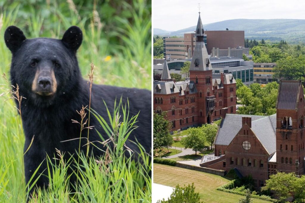 Cornell bans wild game butchering after students carved up bear in dorm kitchen