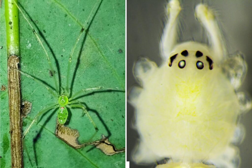 Scientists discover bizarre new happy-faced spider with unique genetics in India Scientists discover bizarre new happy-faced spider with unique genetics in India