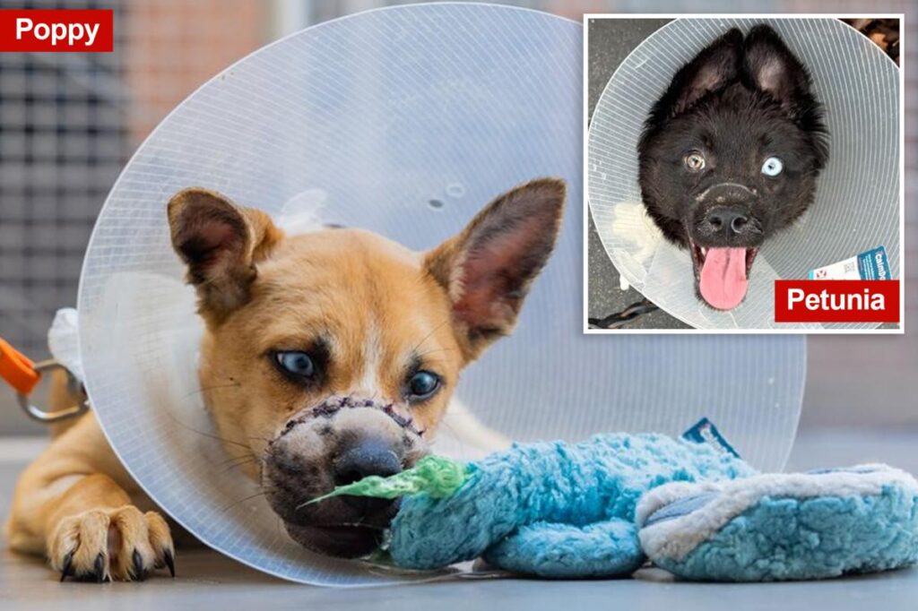 Two adorable puppies ditched in NY dumpster with mouths wired shut now up for adoption