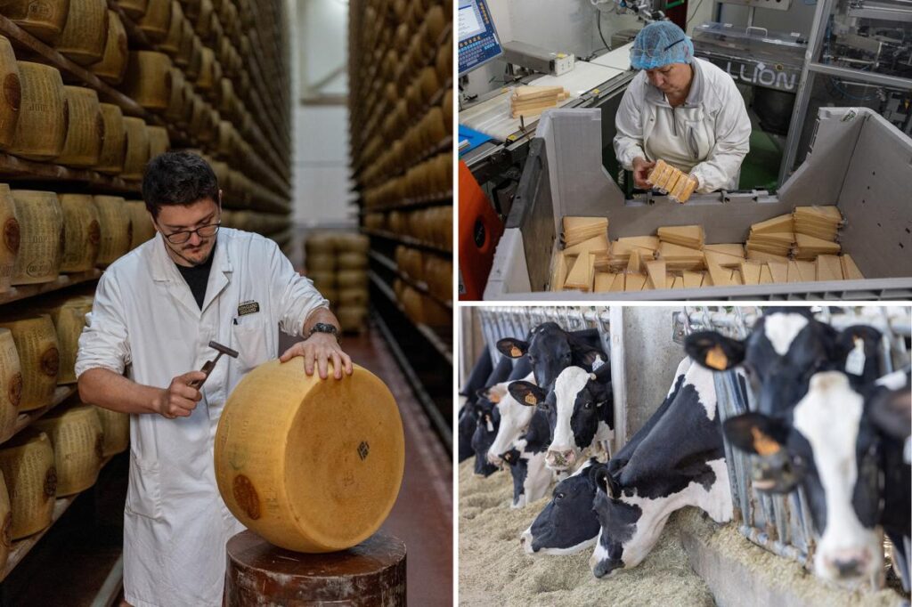 Inside Italy’s 5M cheese vaults that use Parmesan as loan collateral Inside Italy’s 5M cheese vaults that use Parmesan as loan collateral