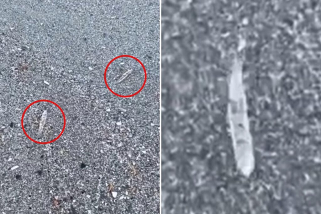 Mysterious clear ‘jumping sticks’ spotted in waters along Florida’s Space Coast baffle beachgoers