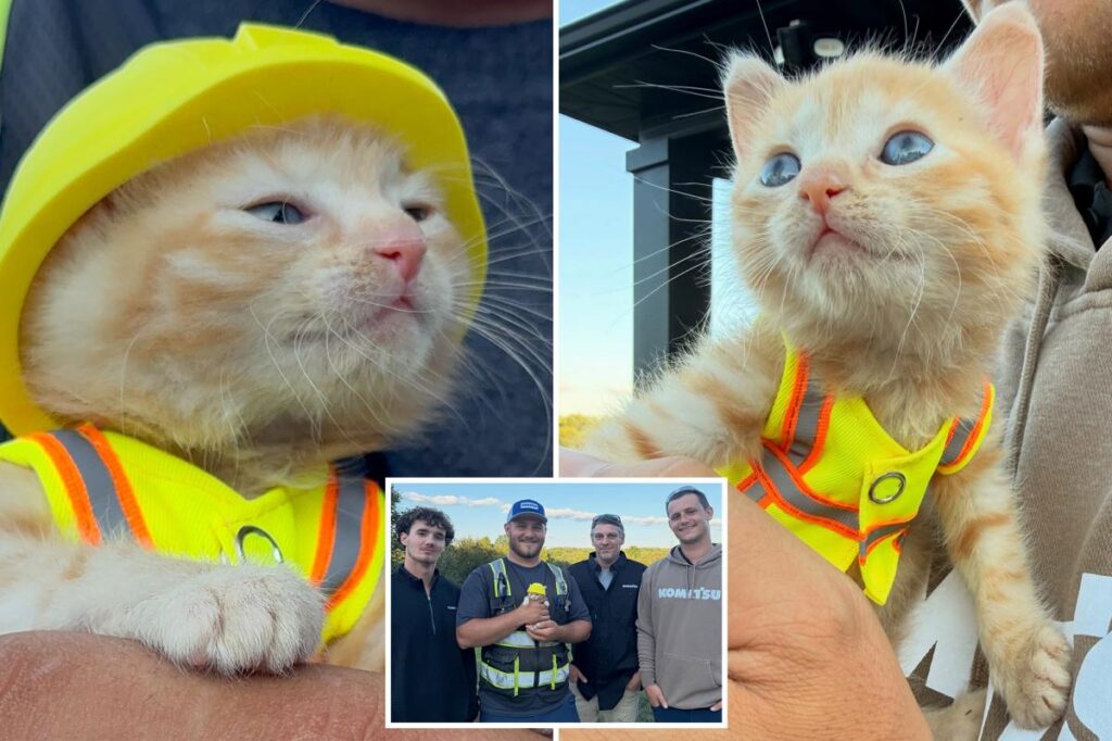 Kitten goes viral for getting rescued by construction workers — now dons her own vest and hard hat