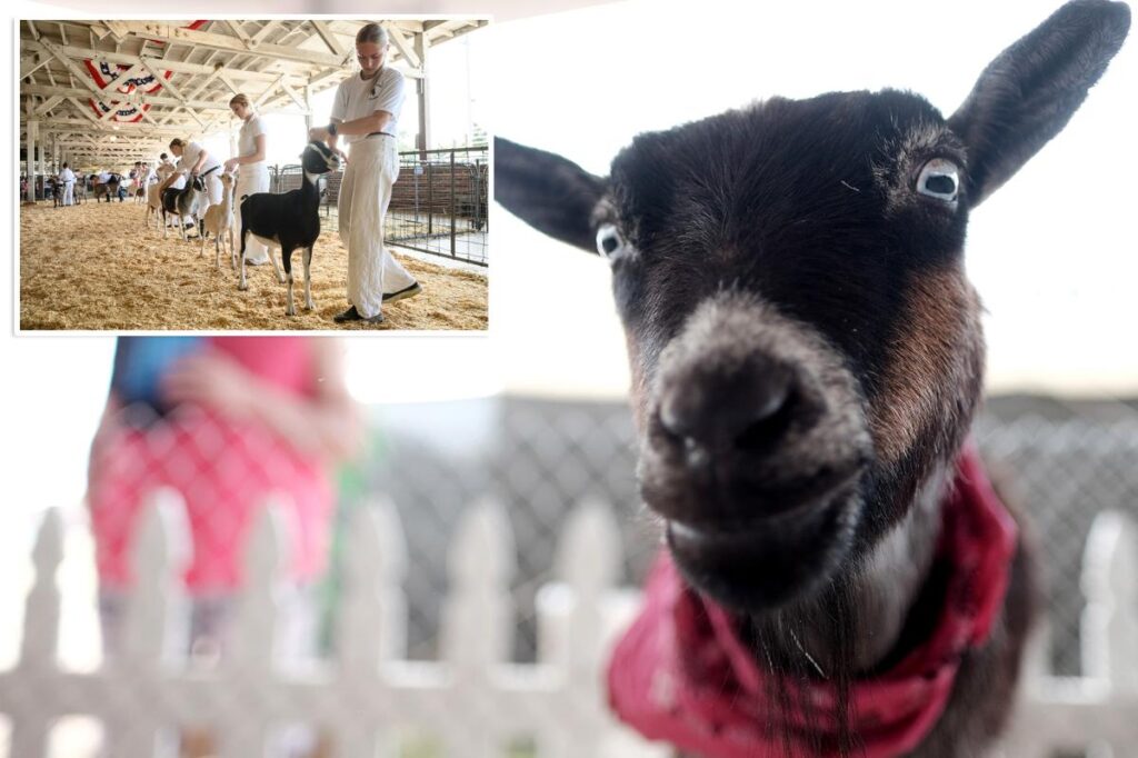 North Carolina warns petting zoo visitors of rabies exposure after baby goats test positive North Carolina warns petting zoo visitors of rabies exposure after baby goats test positive