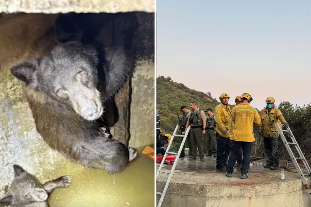 Mother bear and three cubs found trapped in bizarre spot in California Mother bear and three cubs found trapped in bizarre spot in California