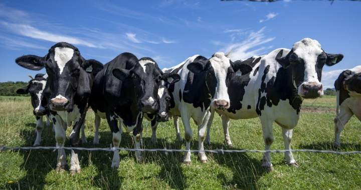 Canada must avoid concessions in U.S. trade talks, dairy farmers warn Canada must avoid concessions in U.S. trade talks, dairy farmers warn