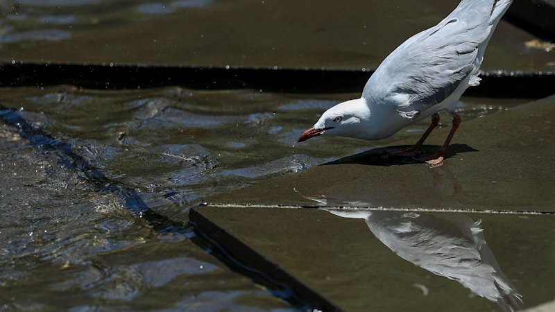 WA government prepared as bird flu cases rise nationwide WA government prepared as bird flu cases rise nationwide